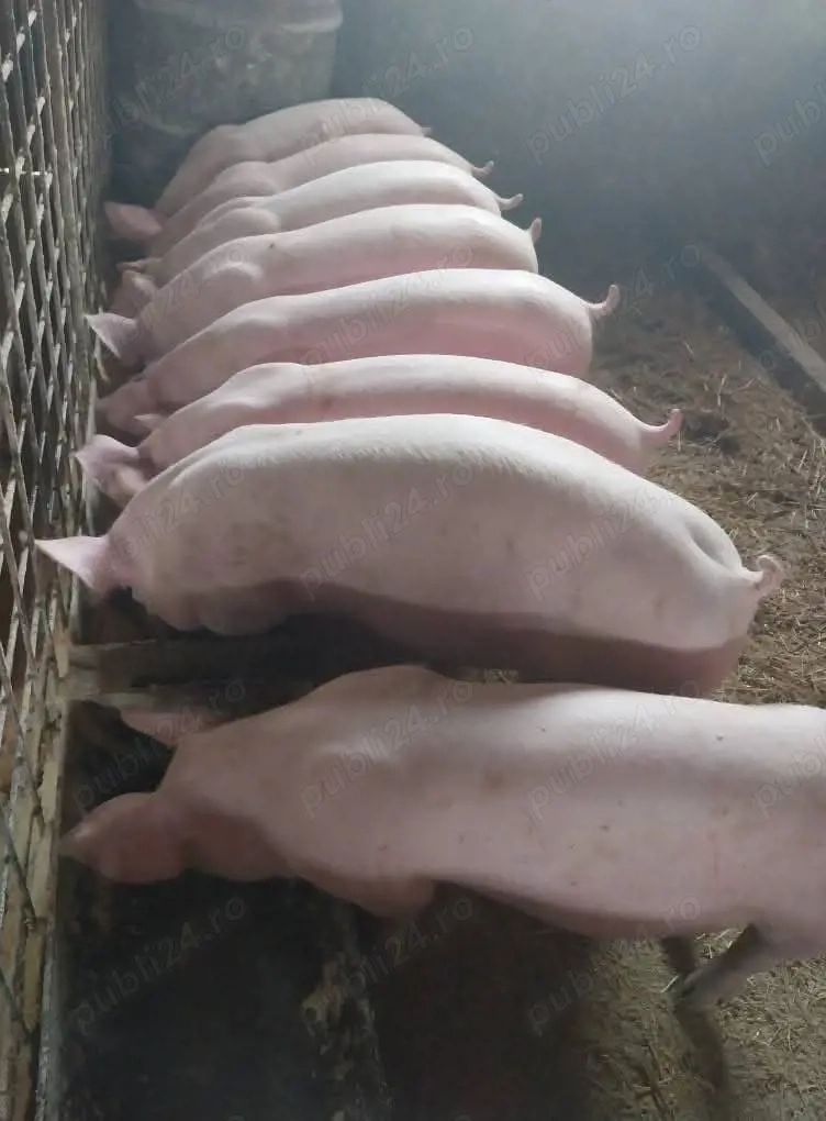 Șoldani rasa Marele Alb cu landras 