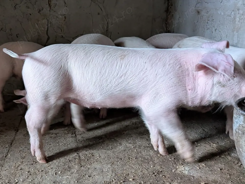 purcei 7 săptămâni Duroc 