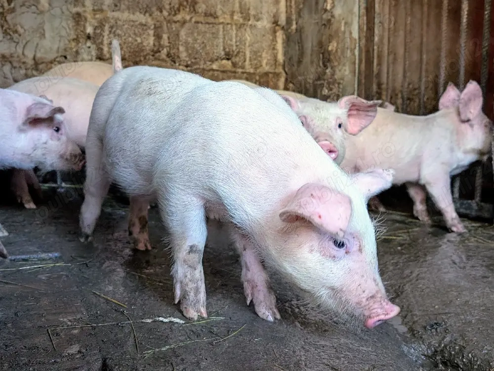 purcei de carne landrace x duroc