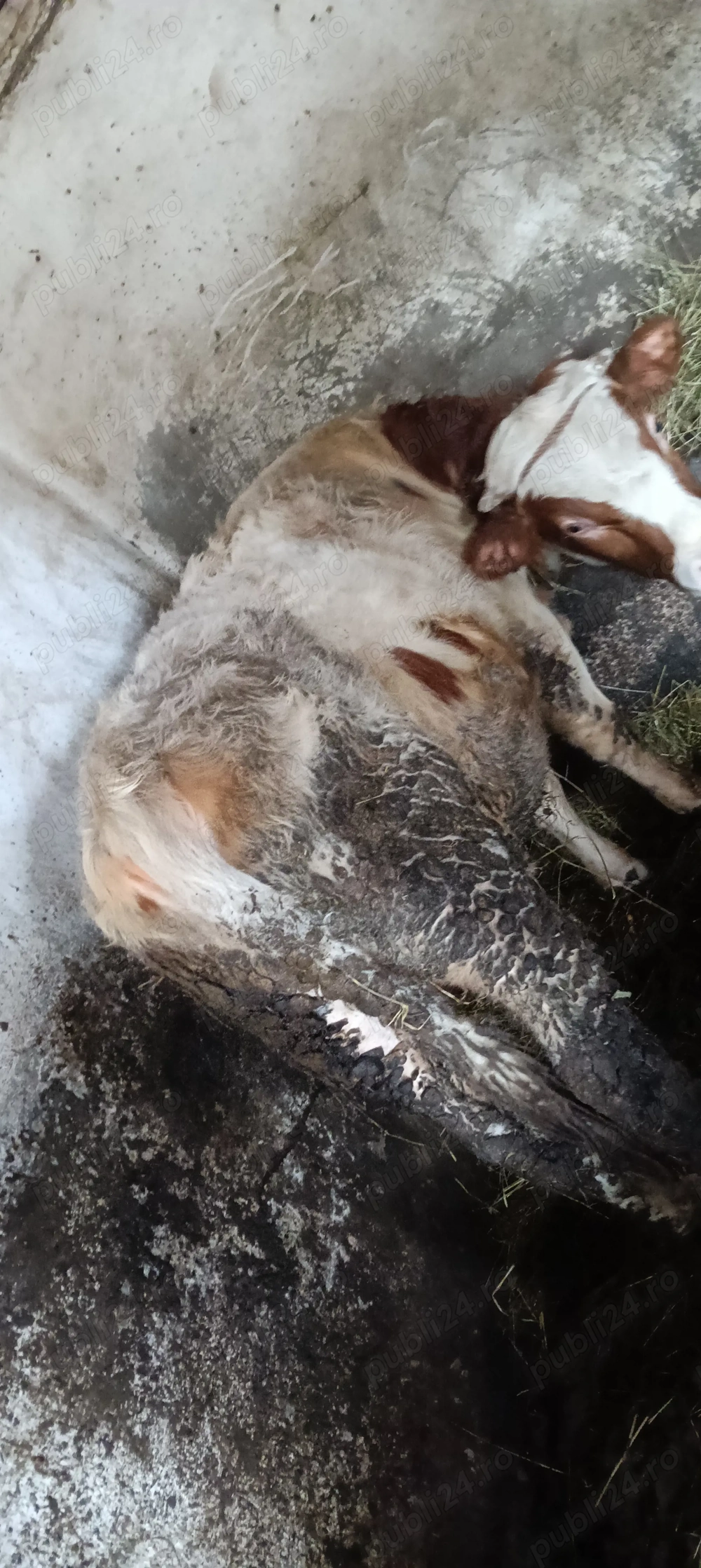 De vânzare tăuraș aproximativ 300kg