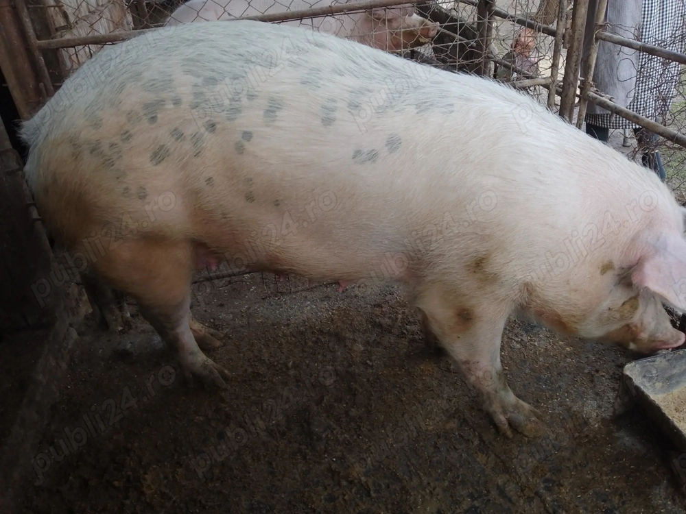 Vând scroafa rasa de carne