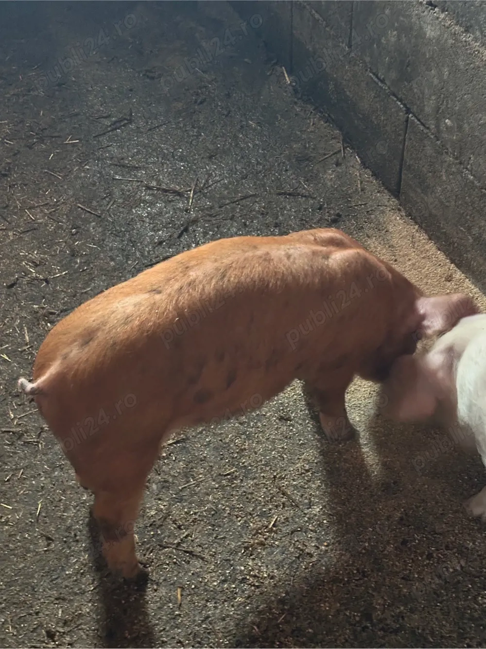 purcei si soldani 20-45 kg 