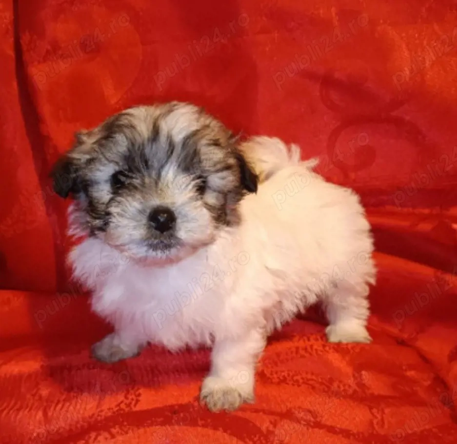 Bichon Havanez fetita