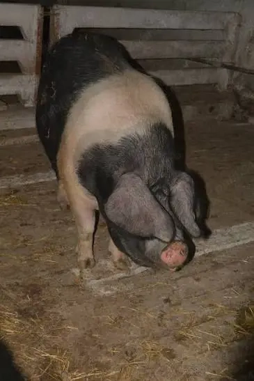 Porci crescuti in libertate - Bazna Duroc