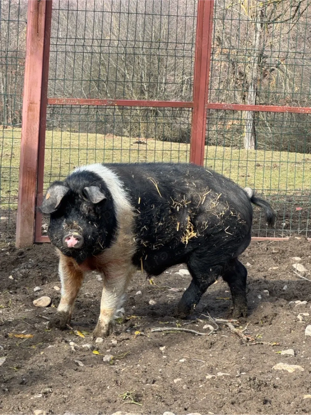 vier Bazna cu origini ! 