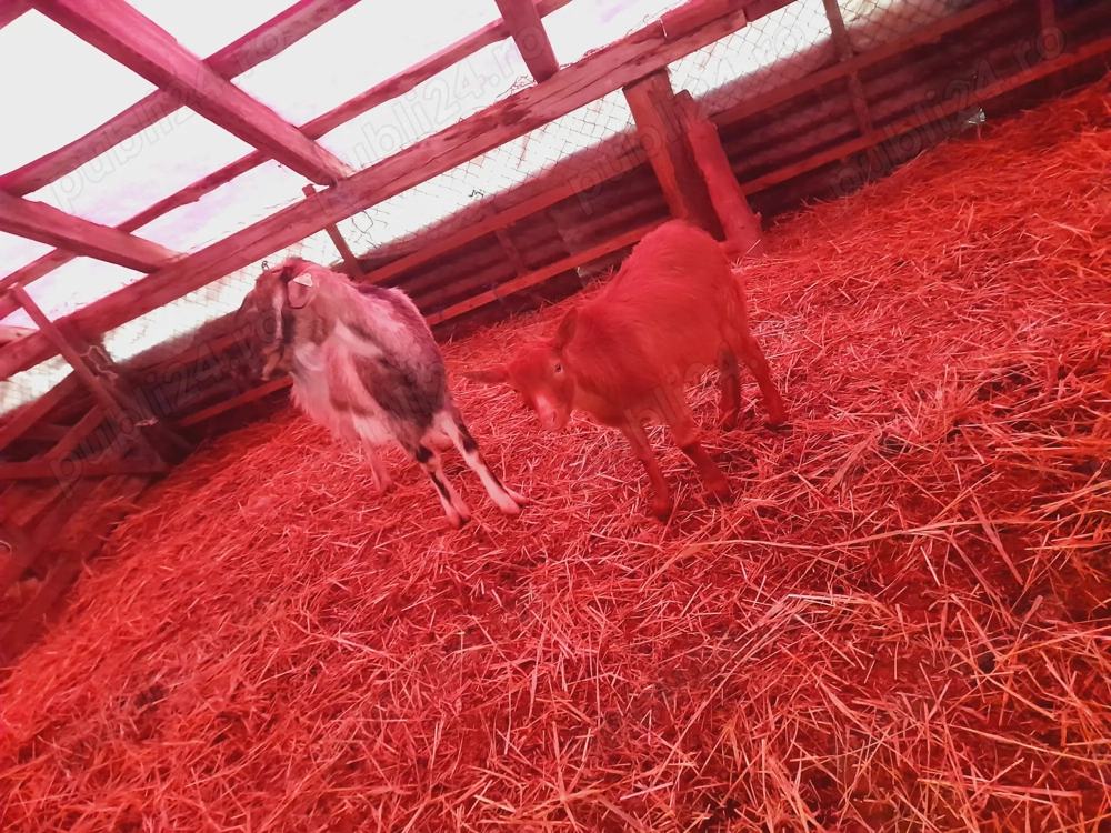 Ied de sacrificat sau de tinut pentru monta