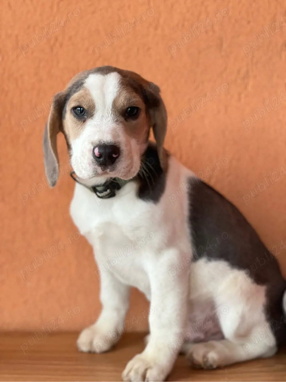 Mascul beagle culoare speciala .