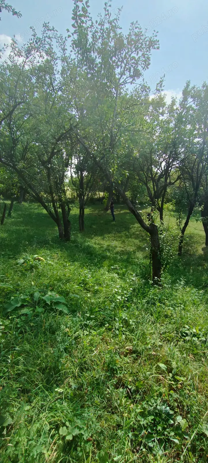 Cernesti, Izvoarele,teren