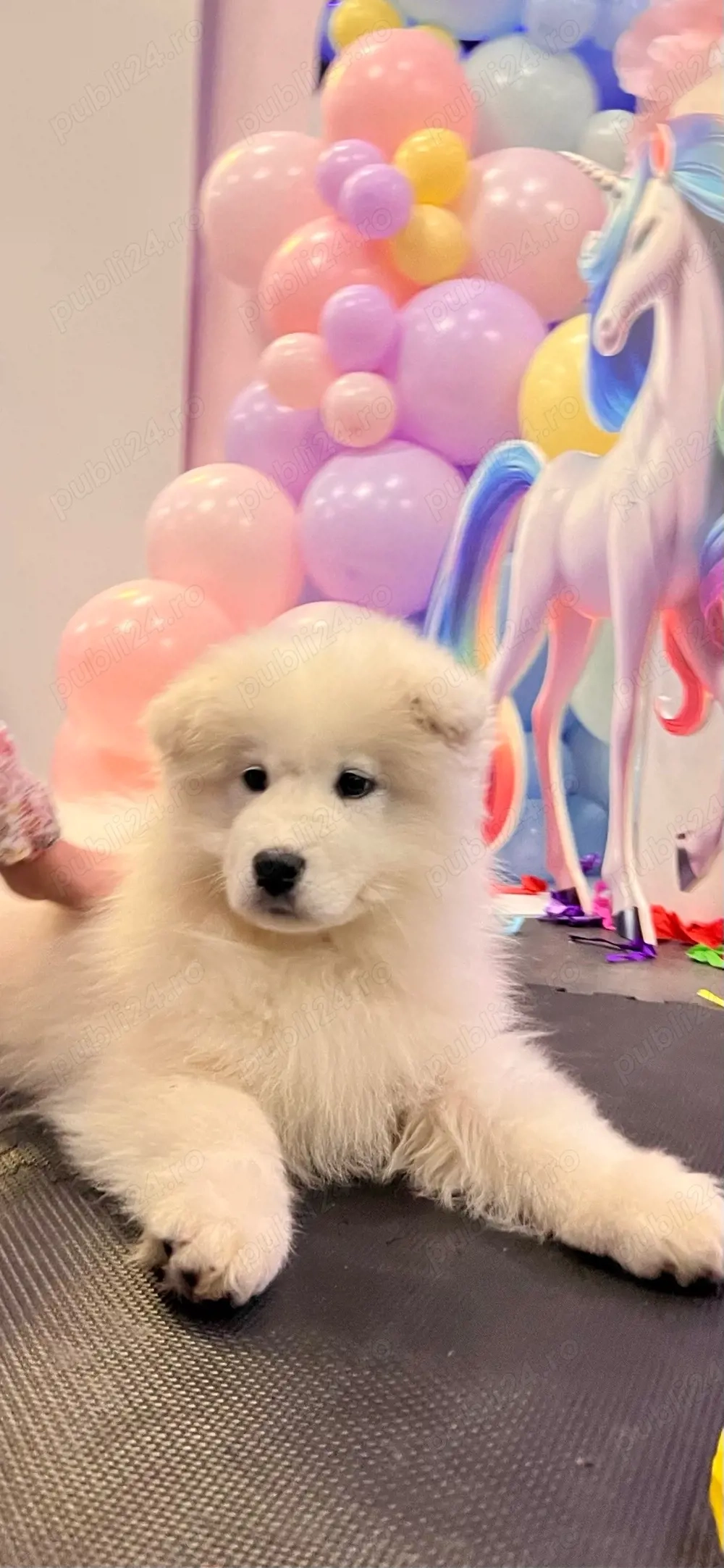 Mascul Samoyed superb!