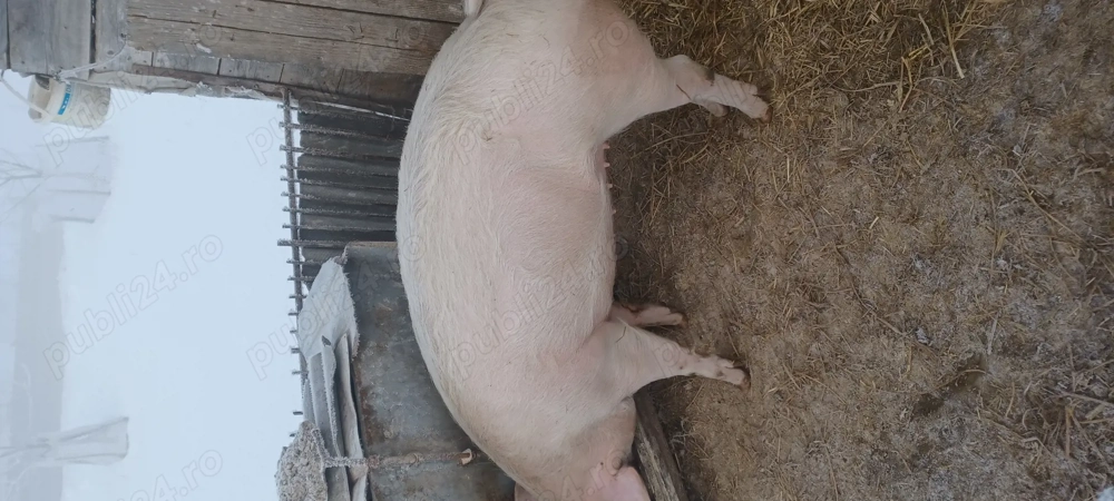 Porc de vânzare 130-140kg