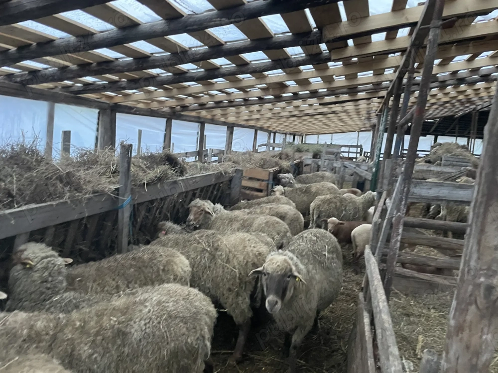 Vand 150 de oi cu tot cu miei