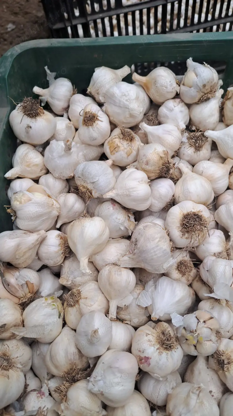 Usturoi de primăvară trimit cantități mari  pret 15 lei 