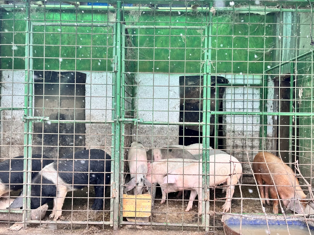 De vânzare purcei pe alese 