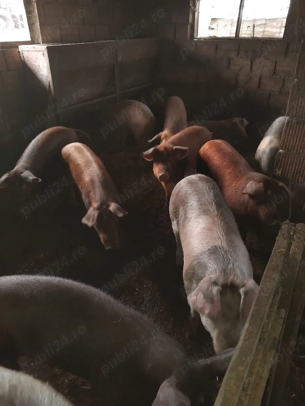 vand purcei si soldani