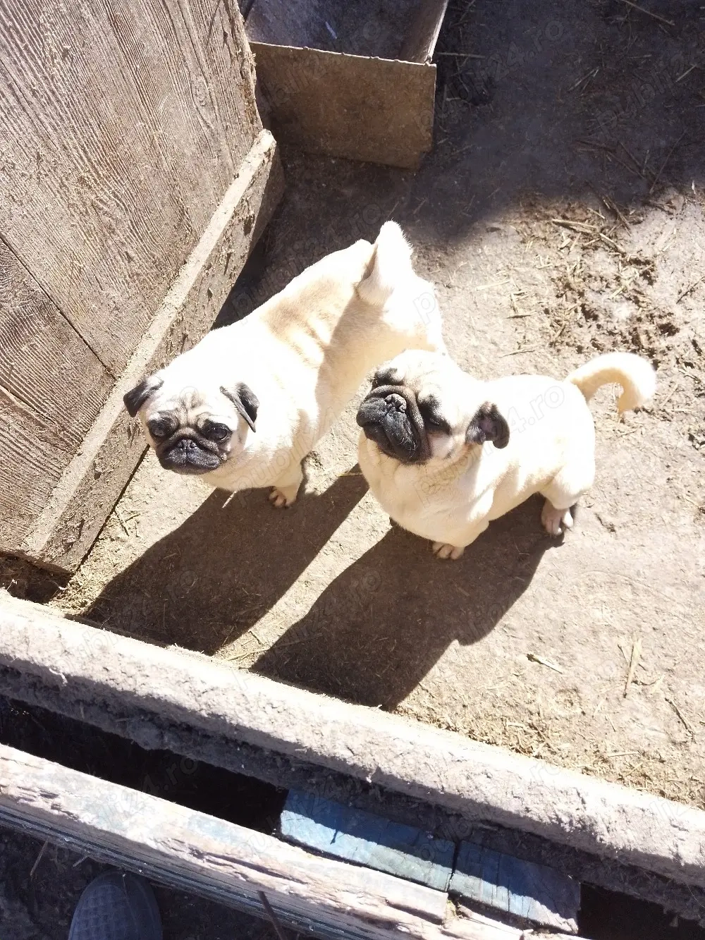 de vanzare pereche mops pug 