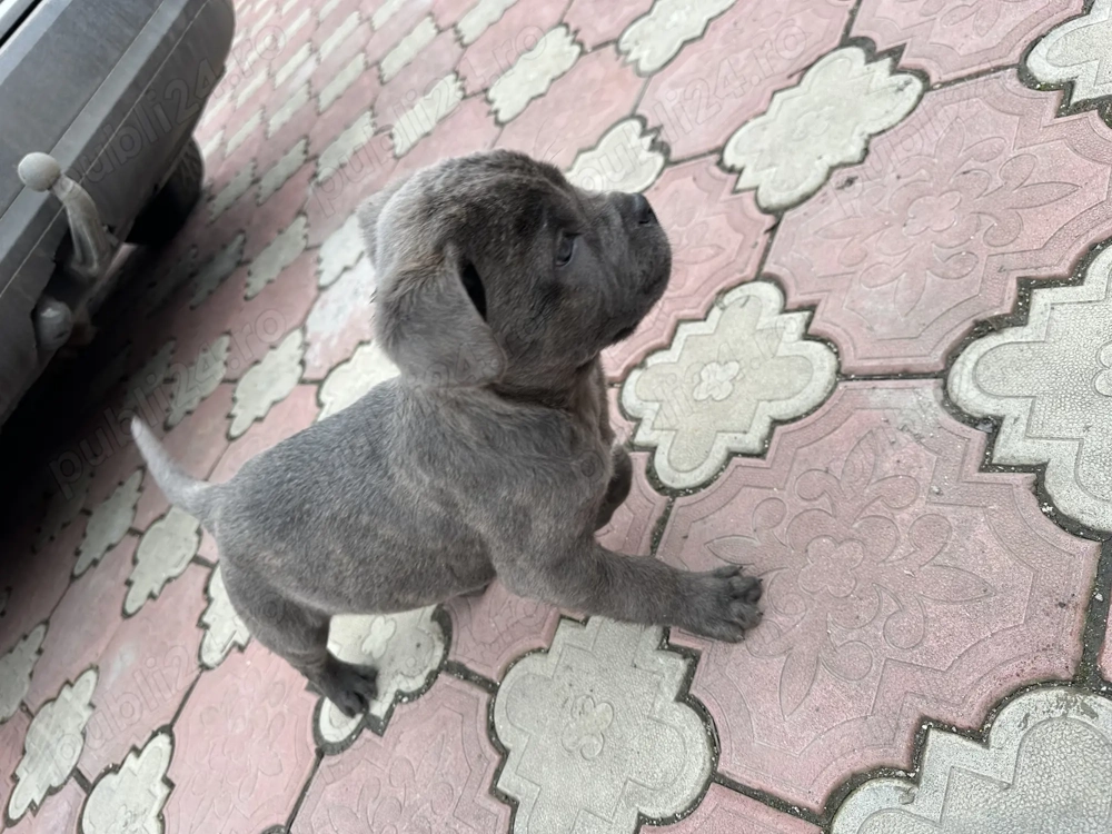 Pui de Cane Corso 