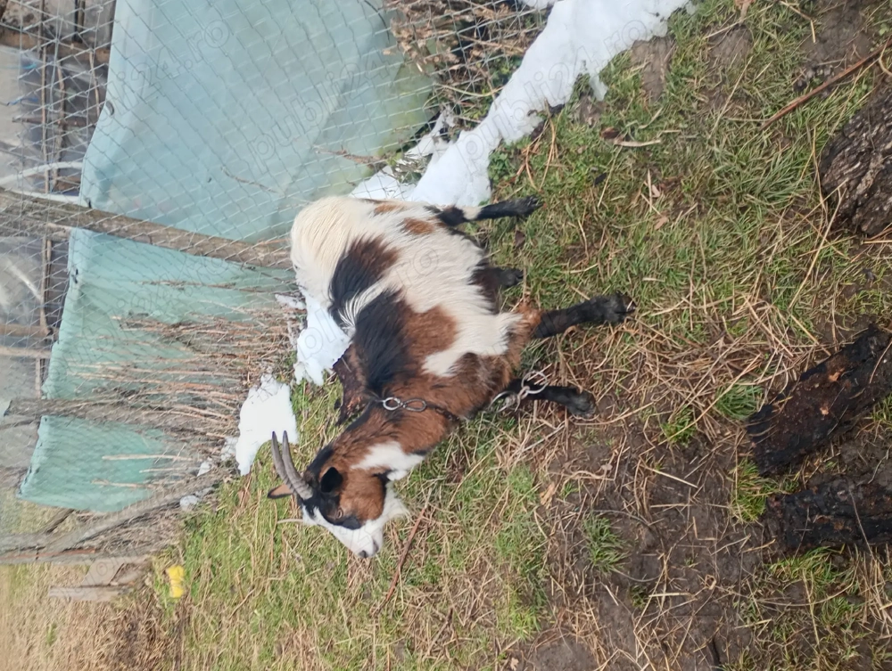 Vand capre gestante de rasa 