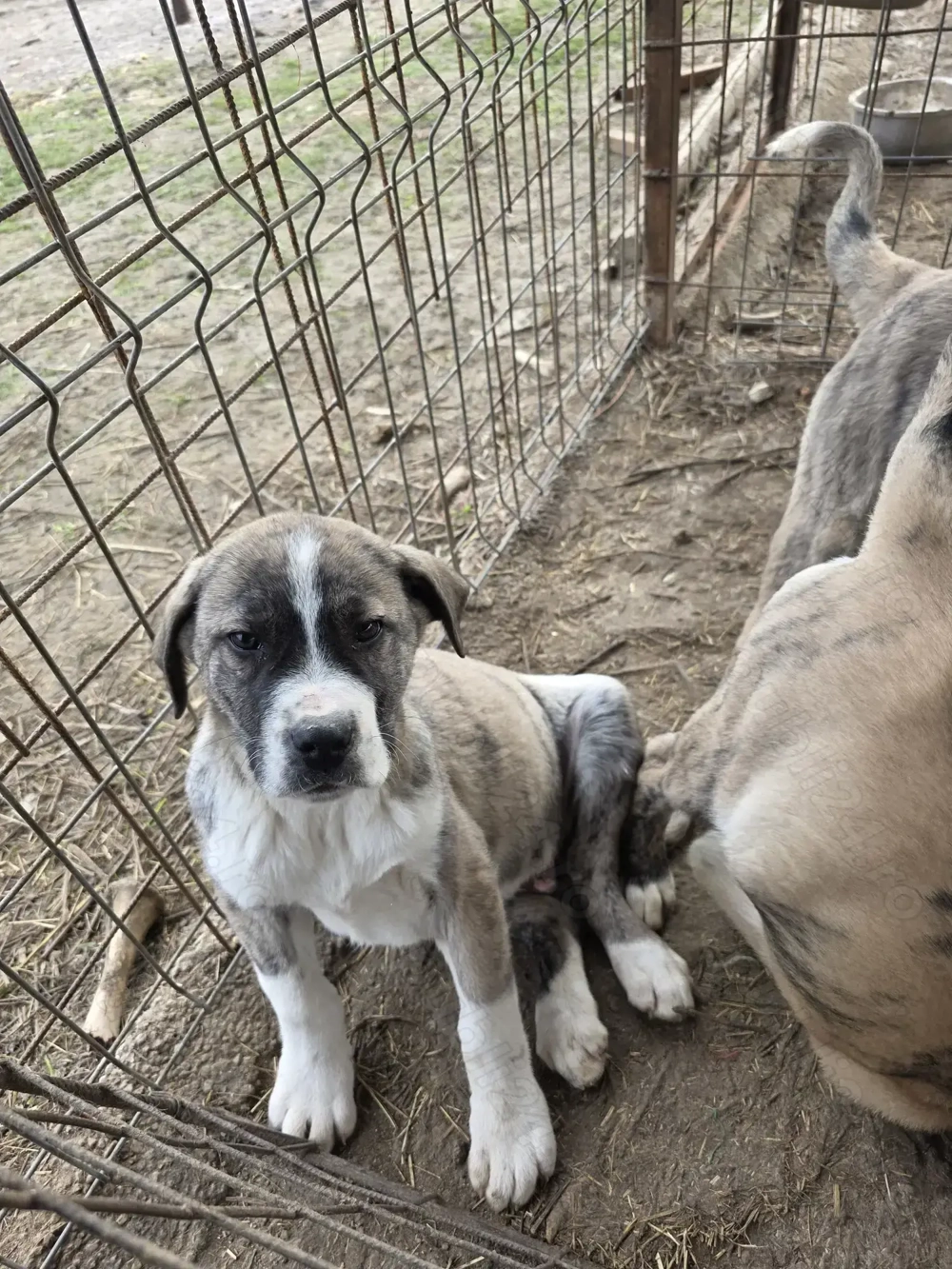 Pui 3 luni de vanzare - metis asia centrala cu kangal