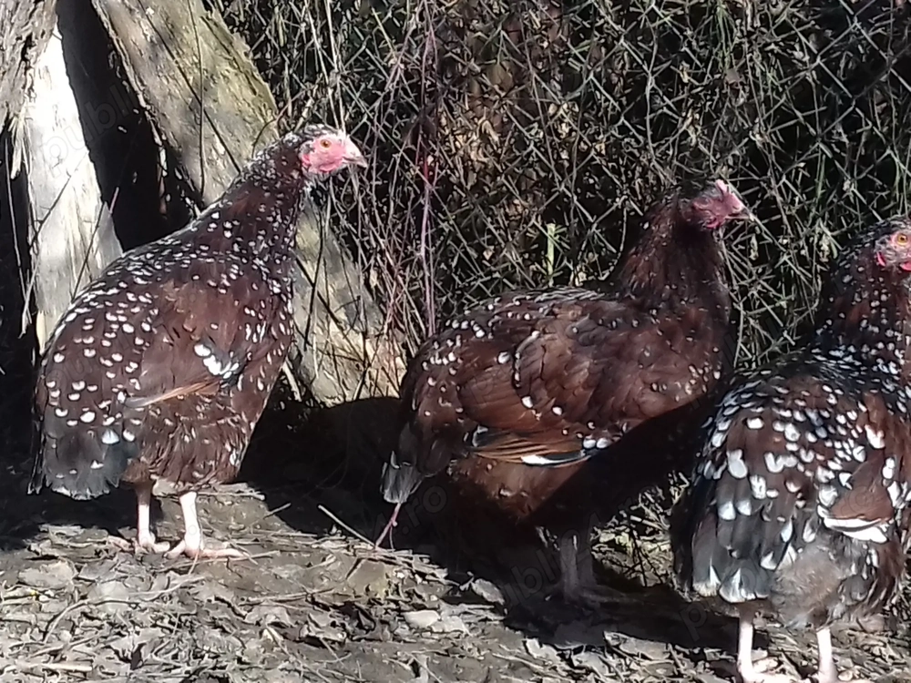 Vand familie tanara sussex porțelan