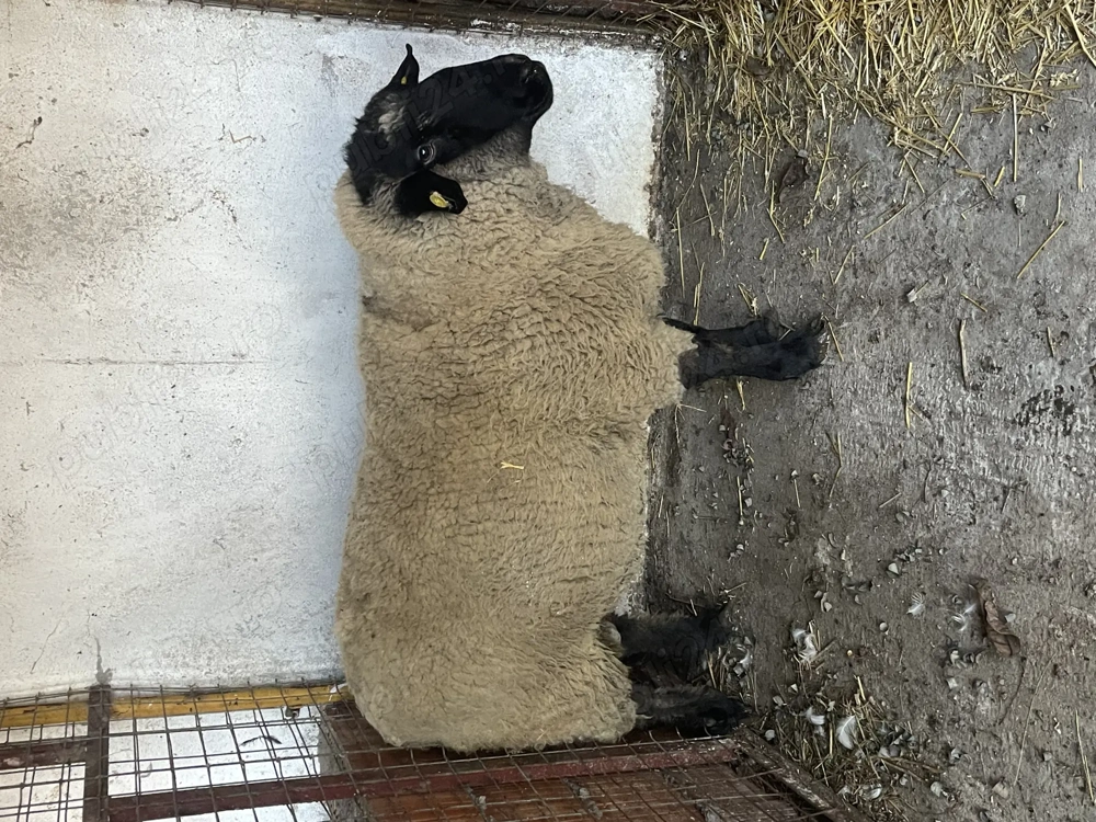 Vând doi berbeci Suffolk !!!