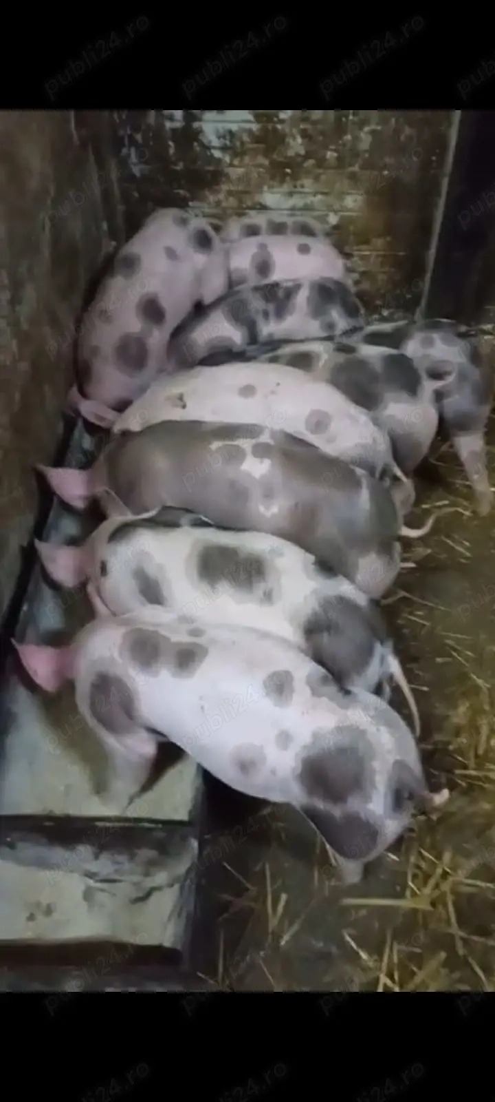 Purcei petrean 8 săptămâni 