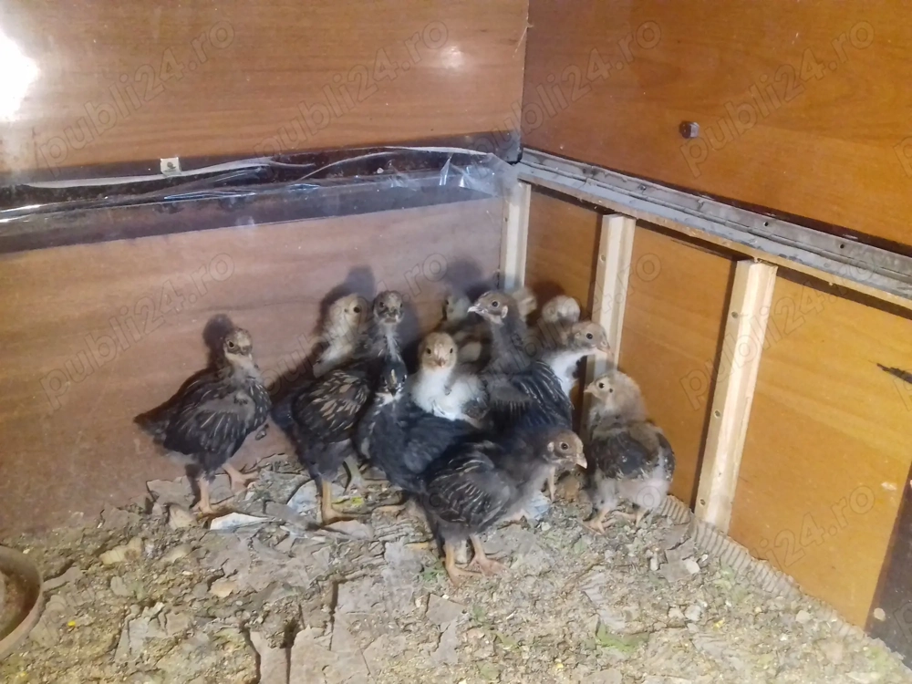 Vând 9 pui Wyandotte porțelan si GSG