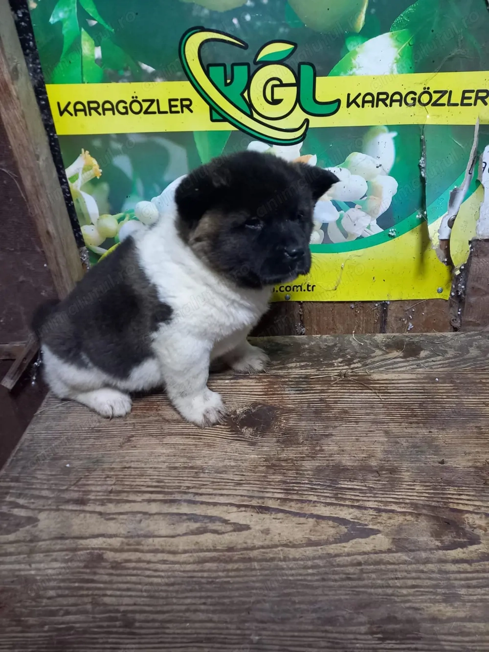 Vand catei akita American