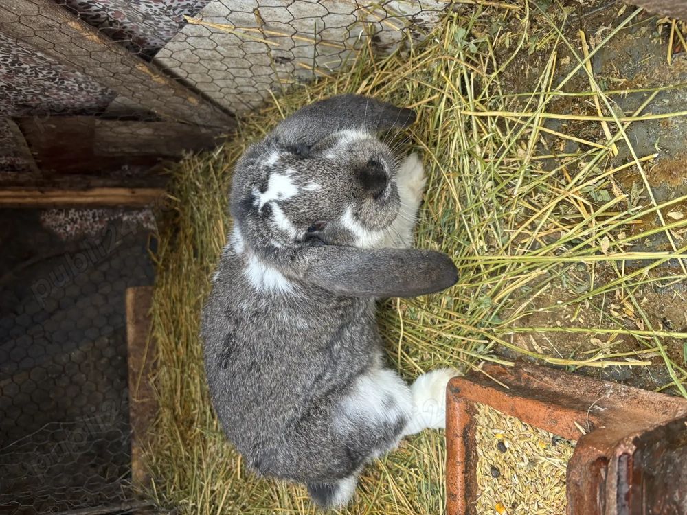 Pui de iepure berbec german 