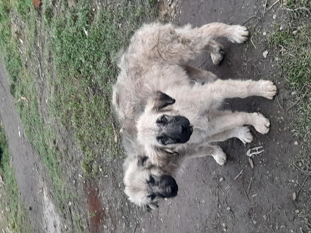 catei din parinti buni de paza 