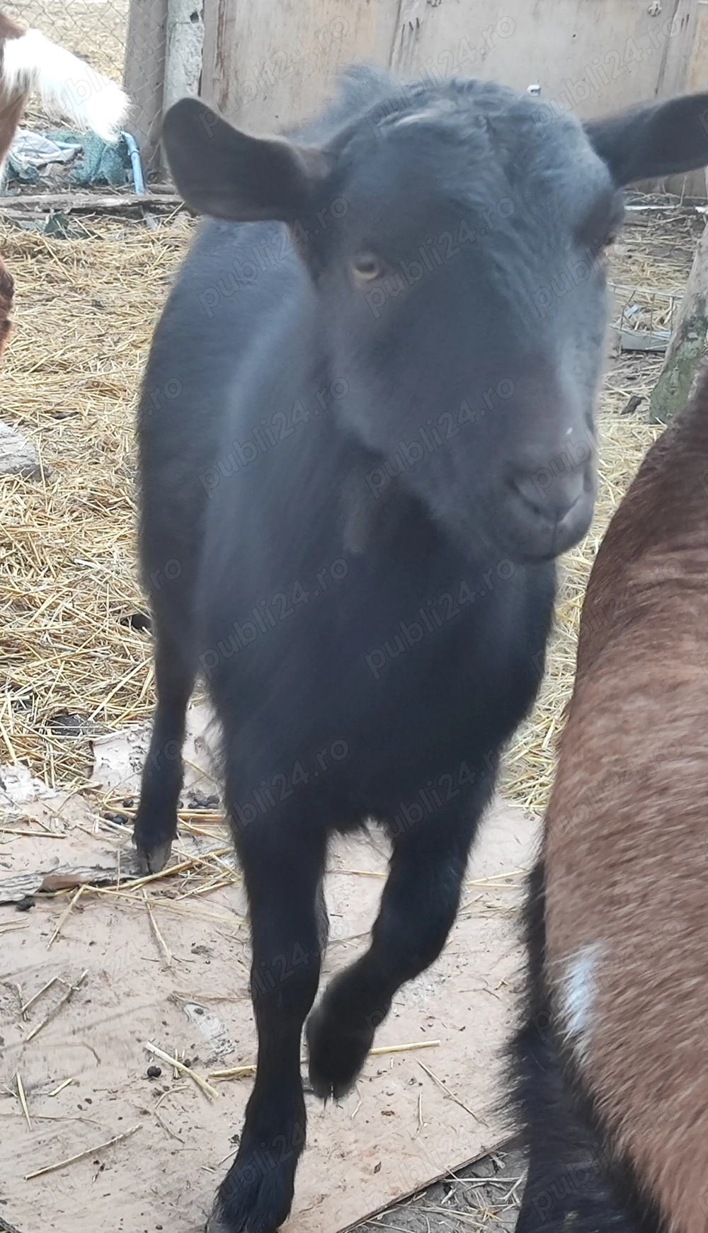 Vand  schimb Țapisor Murciano Granadina