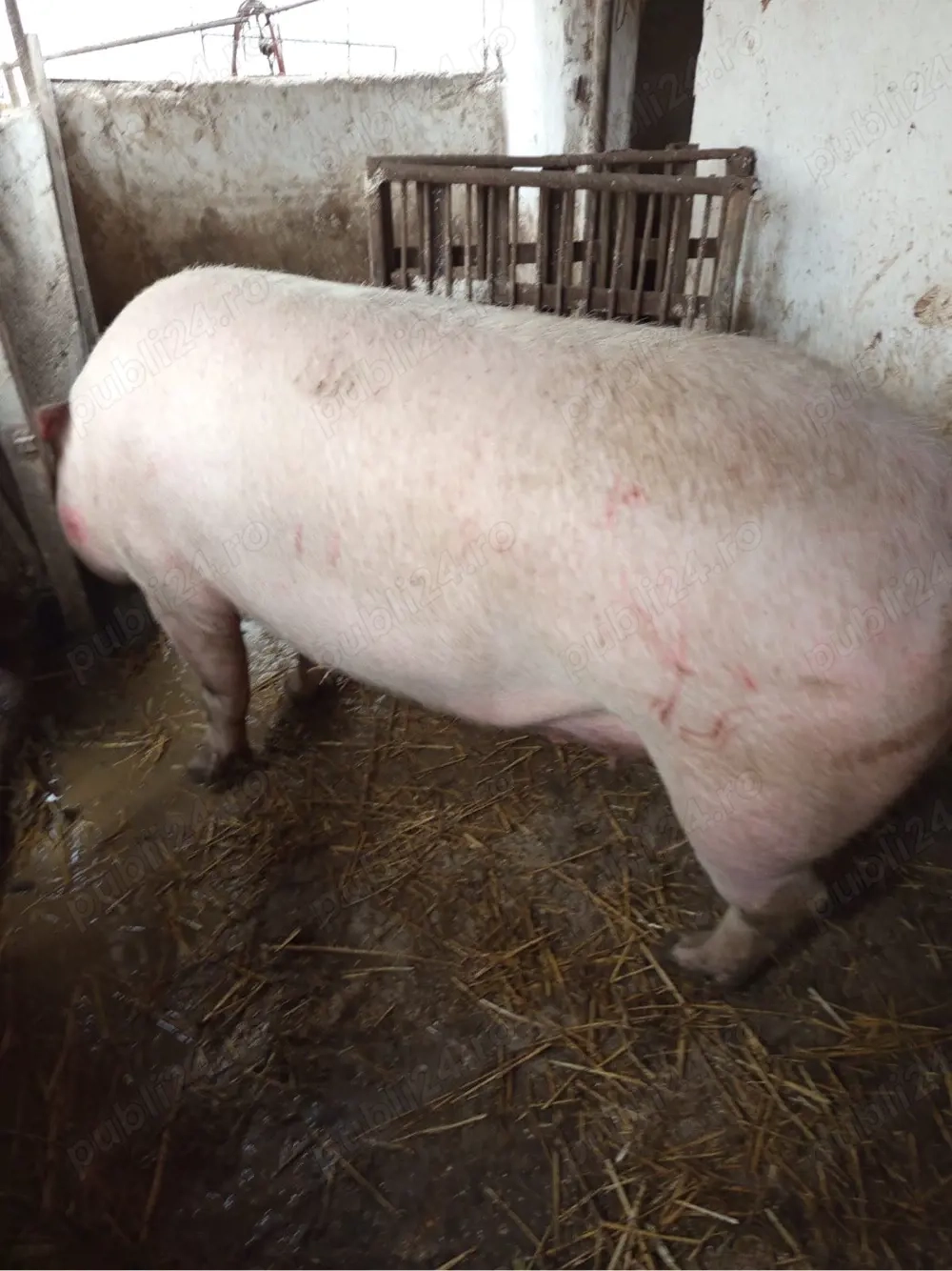 vand scroafe pentru sacrificat sau reproductie