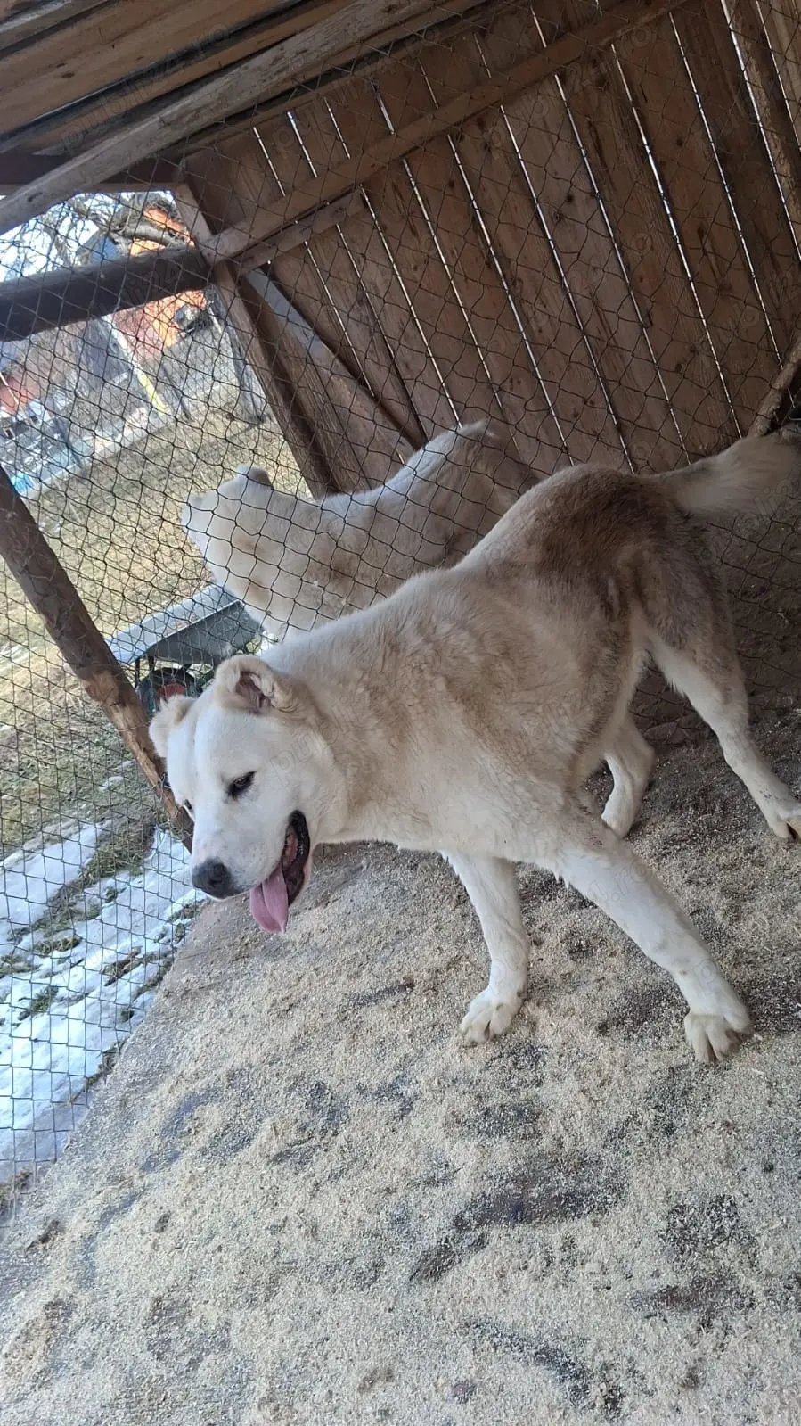 Ciobanesc de asia centrala 