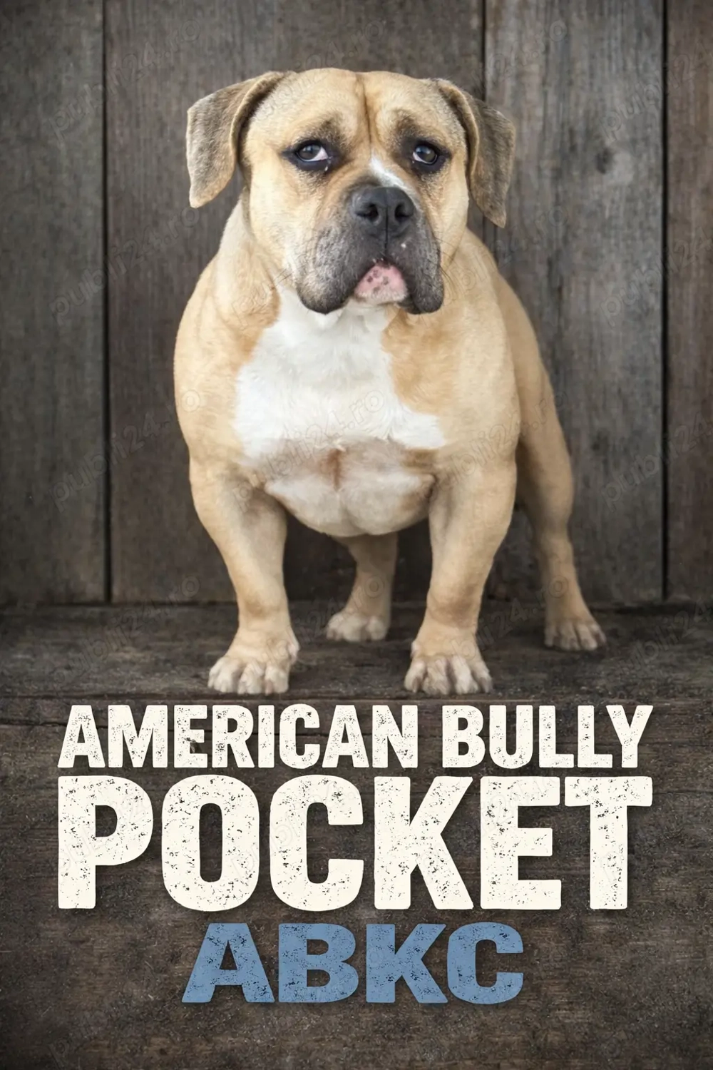 Schimb cățelușă de american bully pocket 