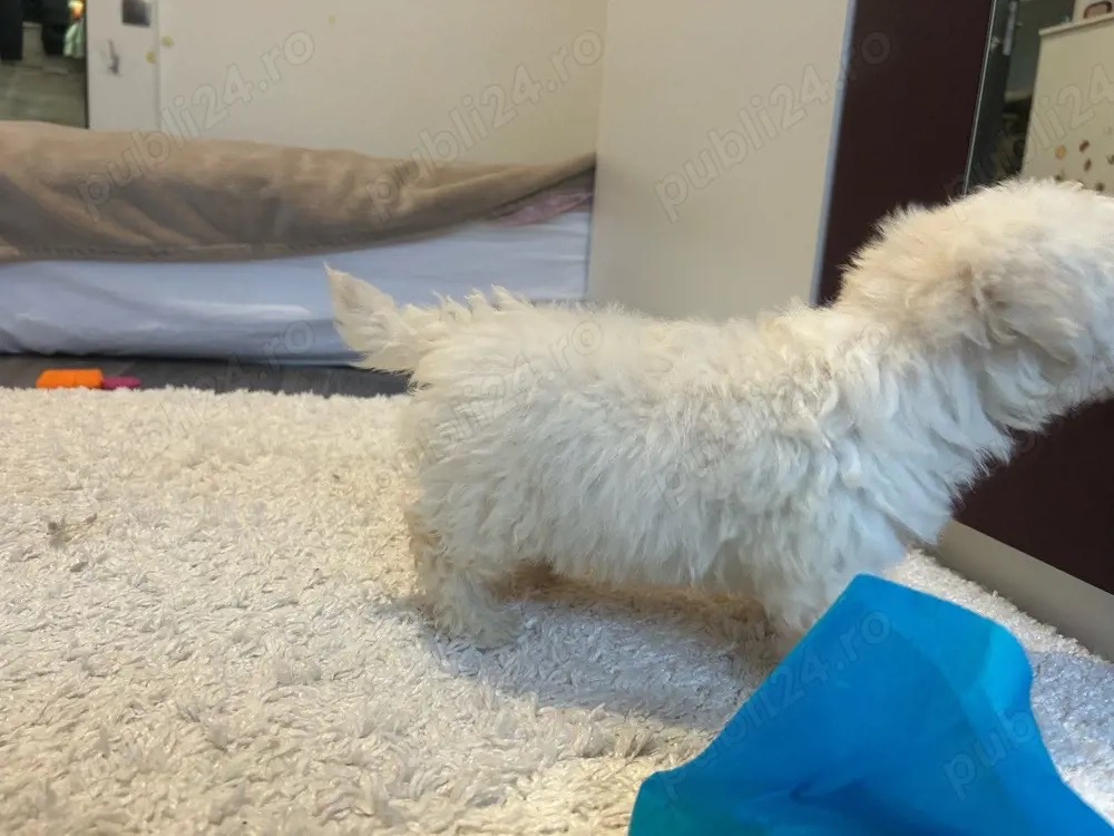 Bichon maltez