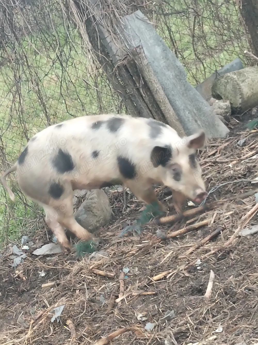 Vând purcei 60-70 de kilograme 