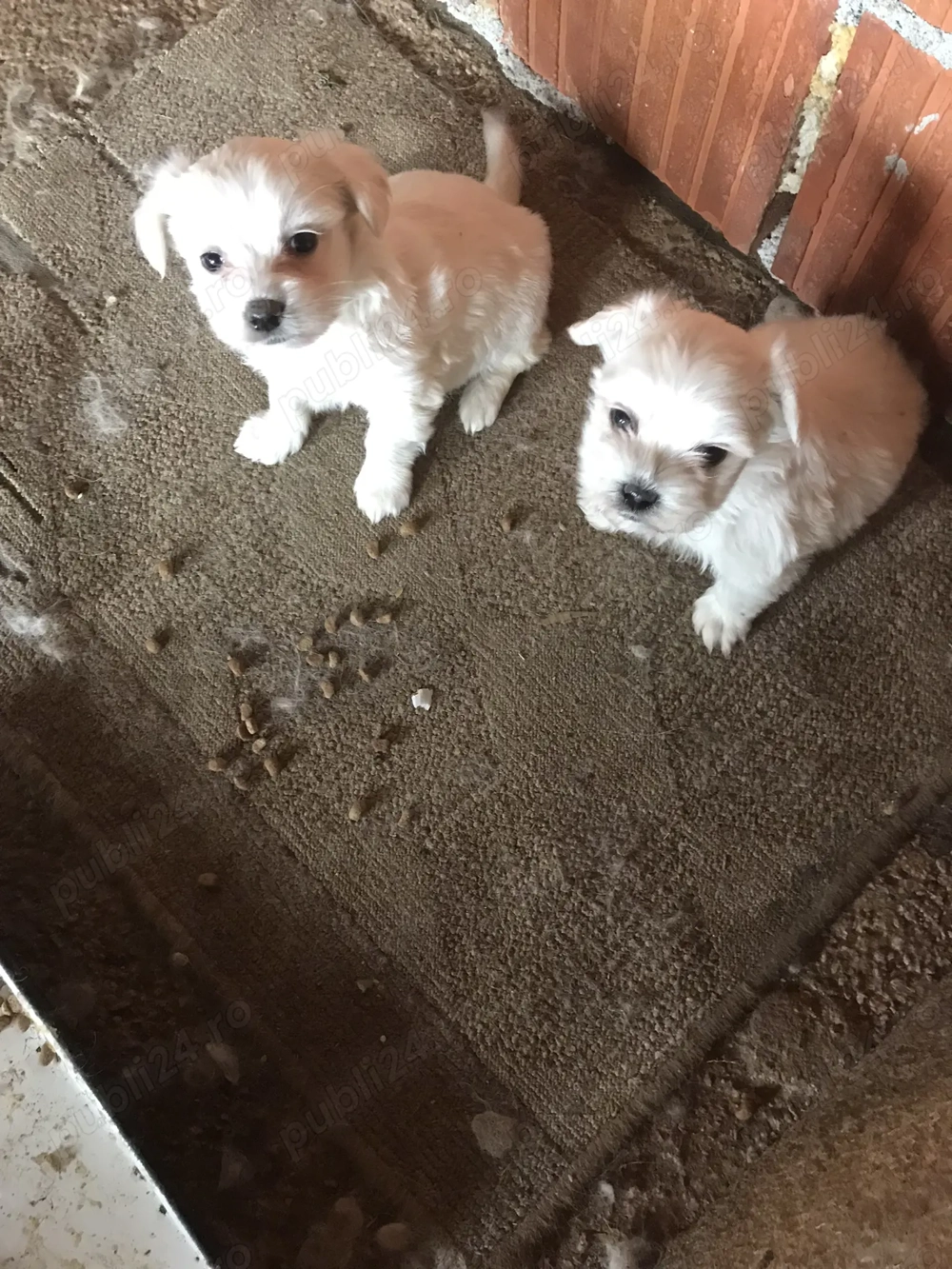 Vand catei bichon maltez