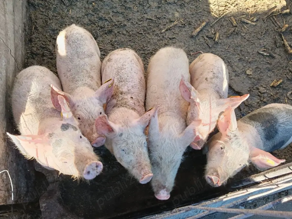 Purcei landras cu pietrean 