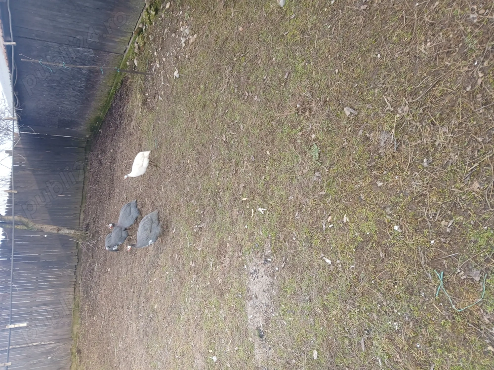 Bibilici de vânzare 