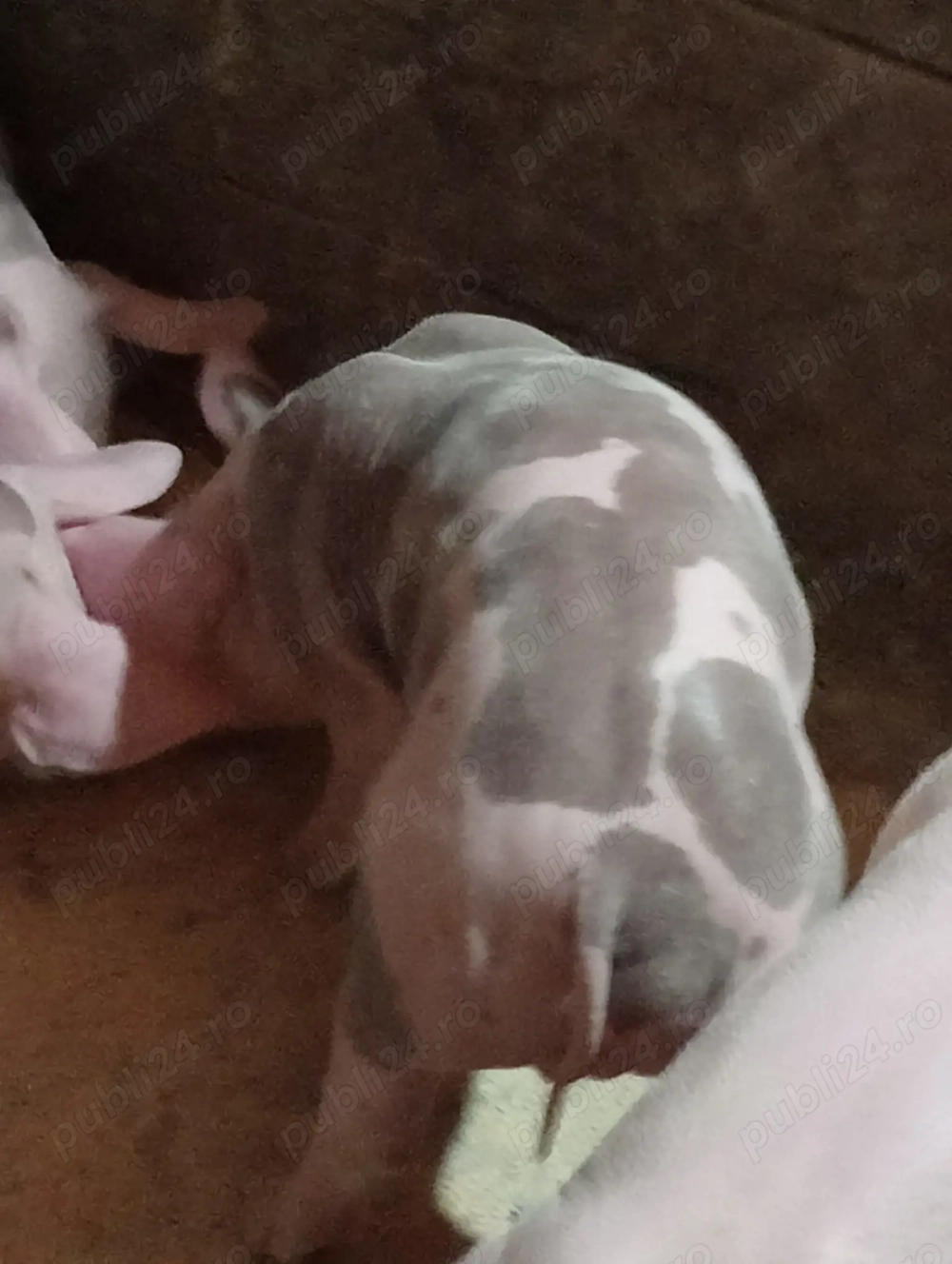 Grăsuni de vânzare 750 