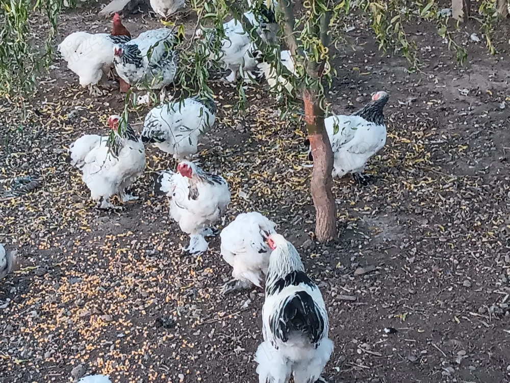 Vând cocoși si găini brahma