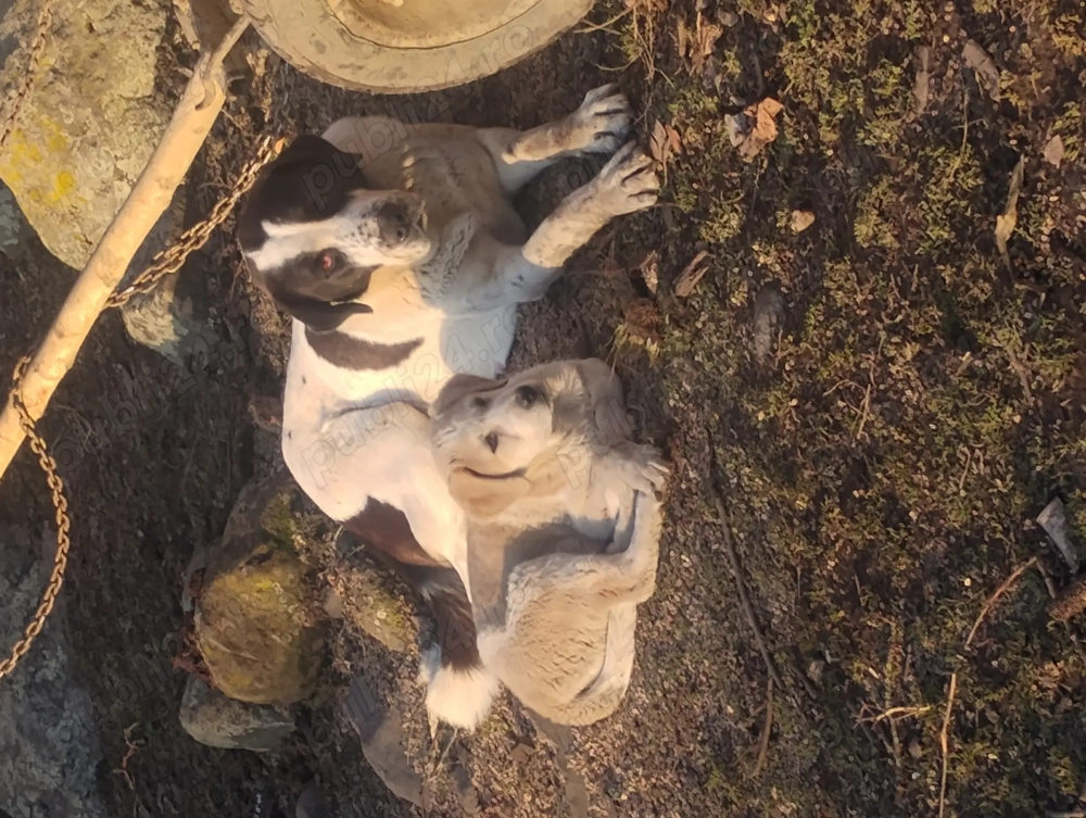 Vând cățel de trei luni