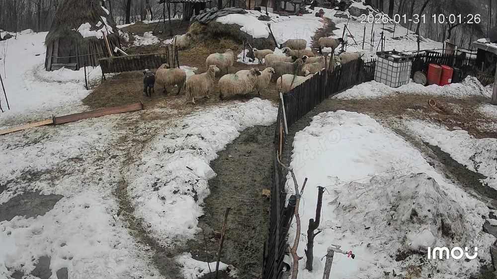 Vând 11 oii gestante 