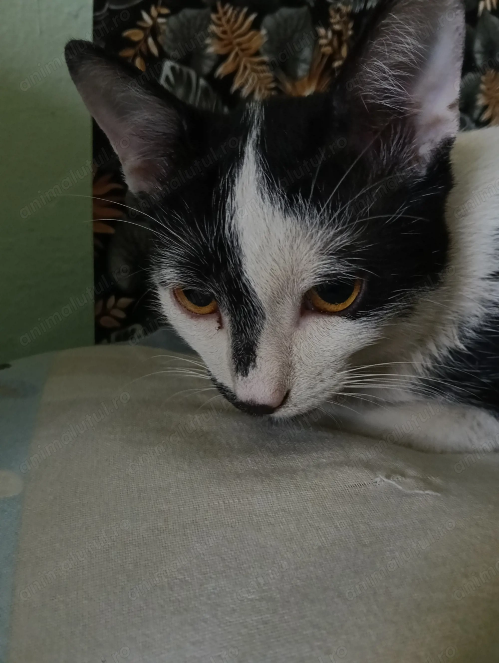 Ofer gratuit doi motanii frații 