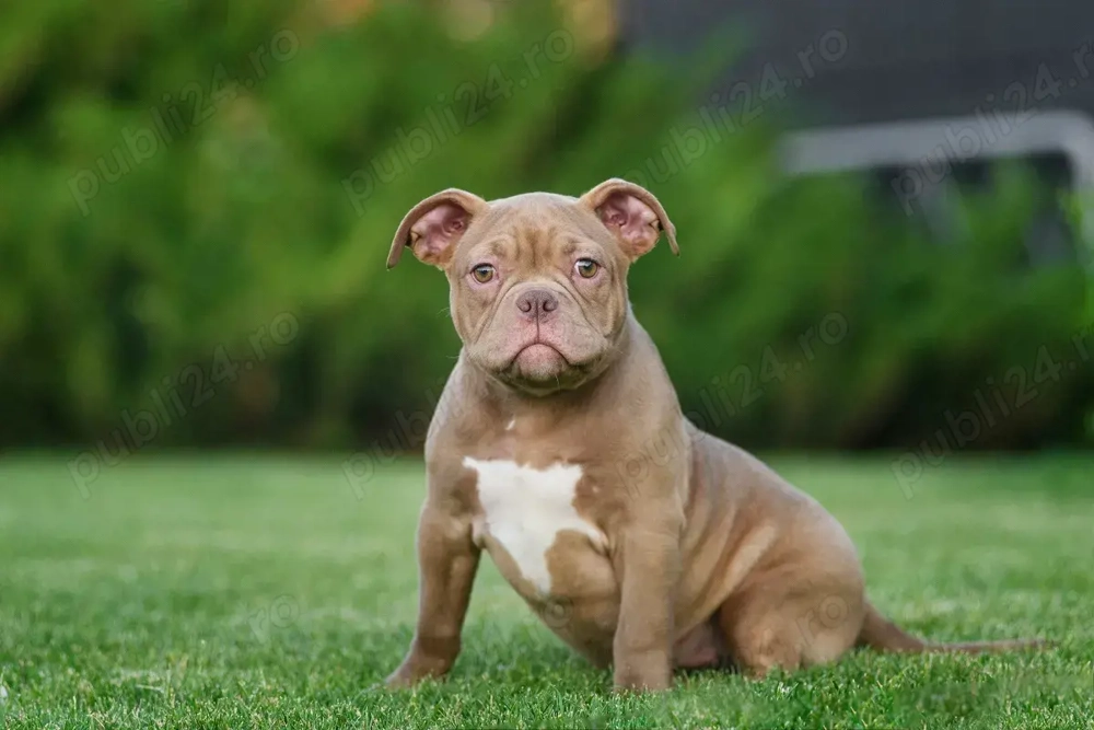 Mascul American Bully Pocket 