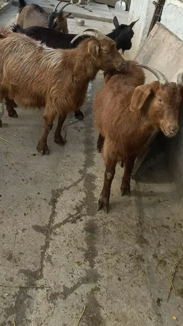 Capre sannen, murciano