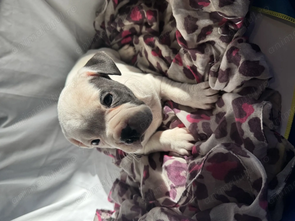 Vând fetiță American Bully poket 