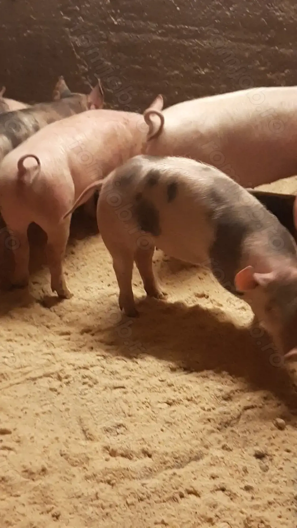 vând soldani de carne diferite mărimi 