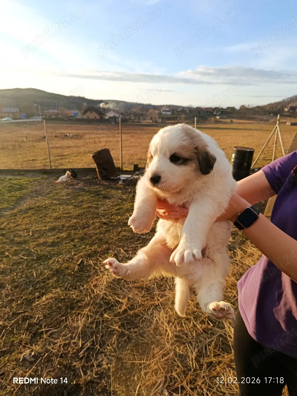 căței Ciobanesc Bucovina 