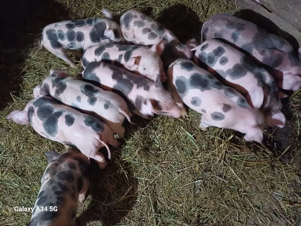 vand scoafa cu 10 purcie