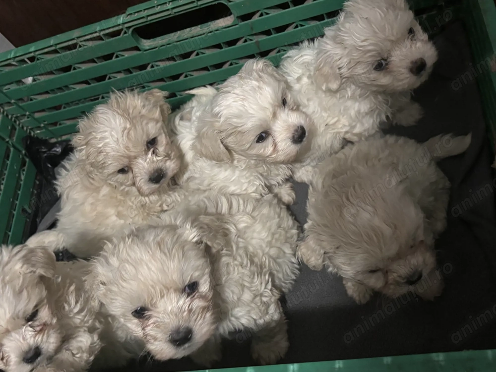 Pui Bichon de vânzare.